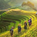 1649330561Mu Cang Chai rice terrace Northern VN 1