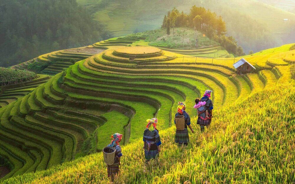 1649330561Mu Cang Chai rice terrace Northern VN 1